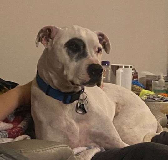 Photo of Courtesy Post: Petey