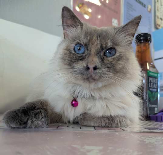 Photo of Clawdia
