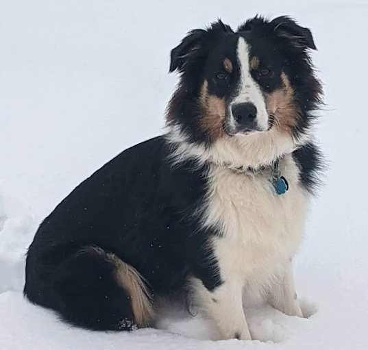 Photo of Rocky