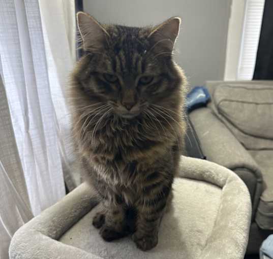 Photo of Misty