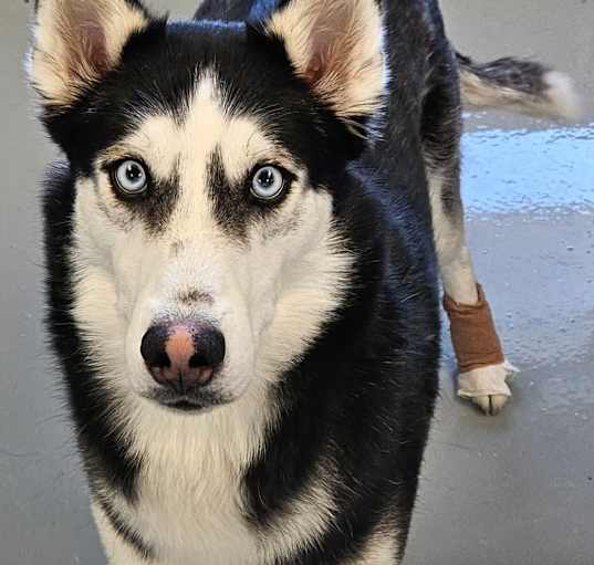 Photo of Hank