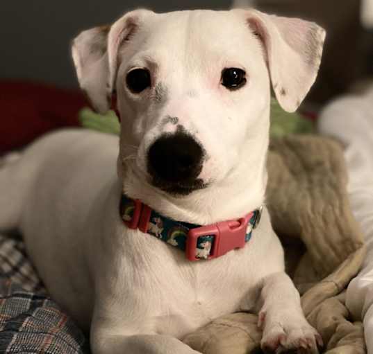 Photo of Daisy