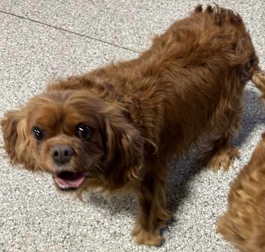 Photo of Friendly Abby