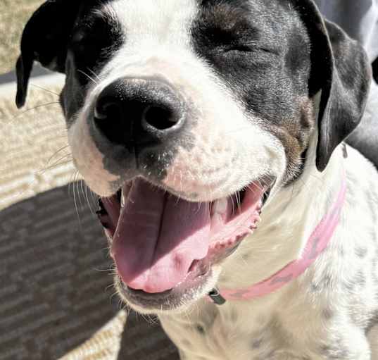Photo of Oreo