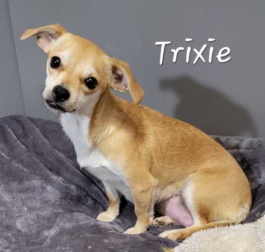 Photo of Trixie