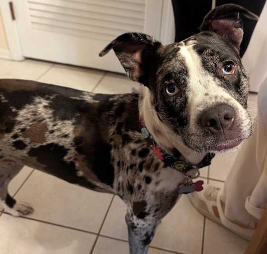 Photo of Pebbles