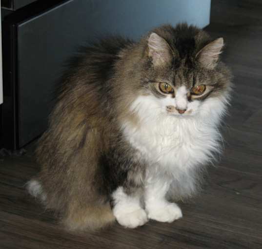 Photo of Cleo (Kitty)