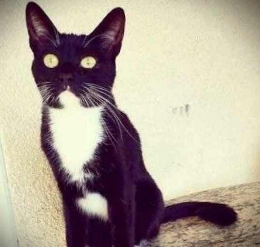 Photo of Elvira - BONDED with Tyson