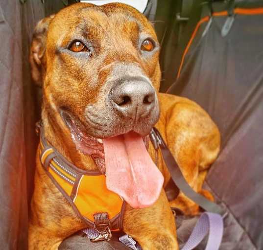 Photo of Delilah
