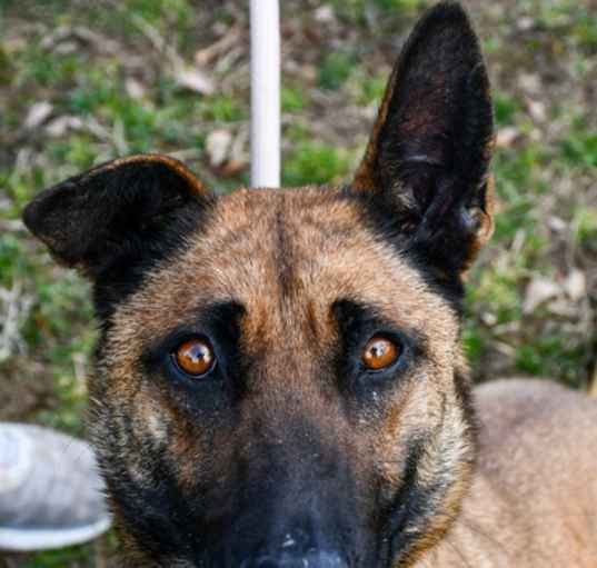 Photo of Brownie