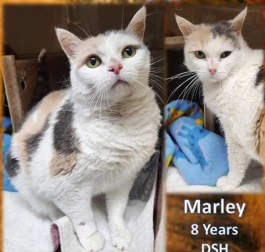 Photo of Marley