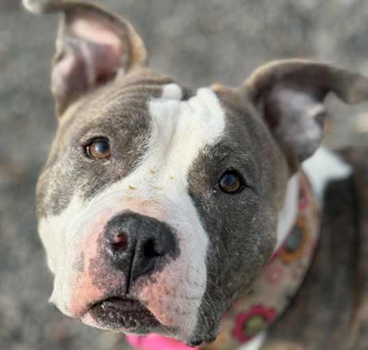 Photo of Kahlua
