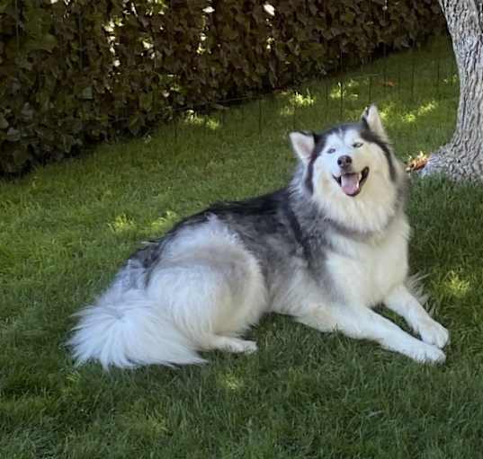 Photo of Bisou