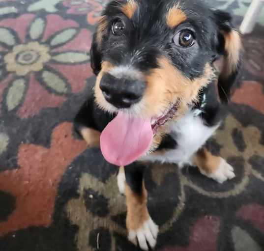 Photo of Butters