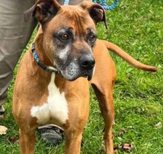 Photo of Scooby