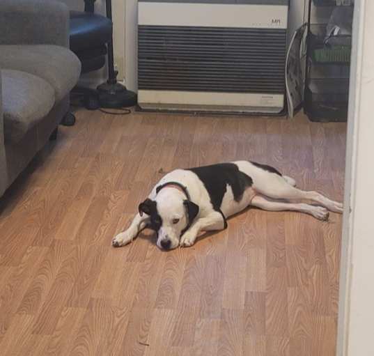 Photo of Cookie