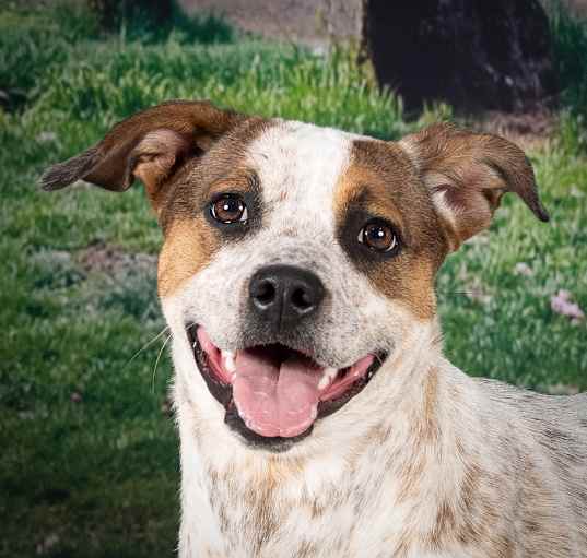 Photo of Stella