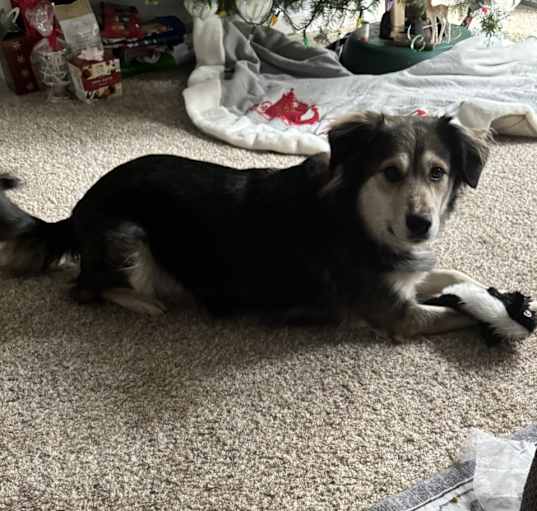 Photo of Lilly