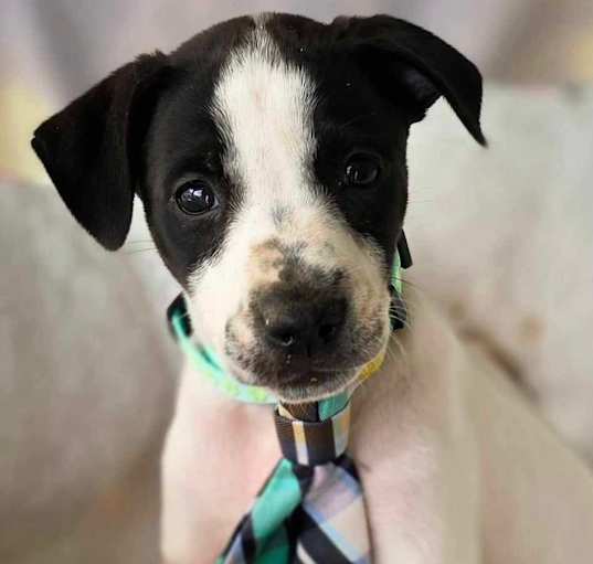 Photo of Pongo