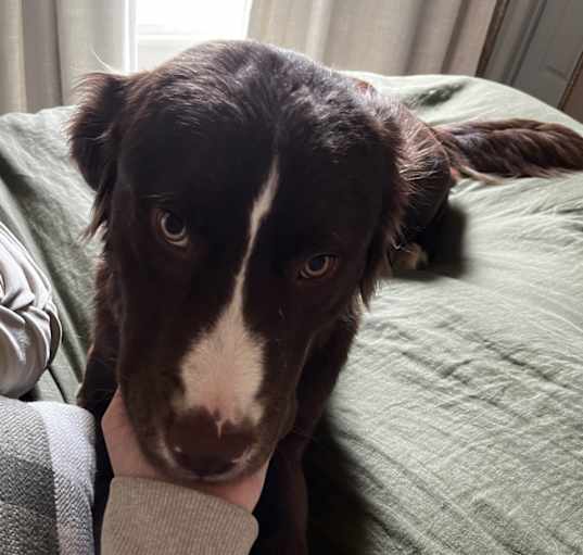 Photo of Milo