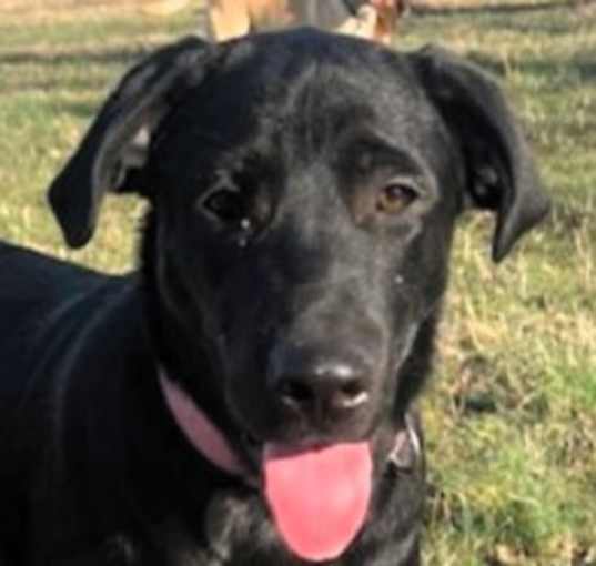 Photo of Sable
