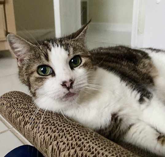Photo of Peg AKA Peggy