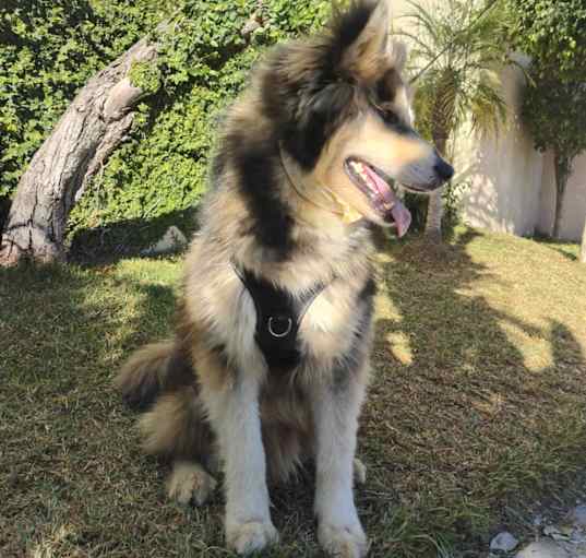 Photo of CRONOS THE GORGEOUS ONE