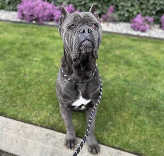 Photo of Brutus
