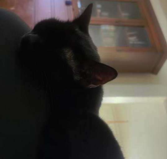 Photo of Binx
