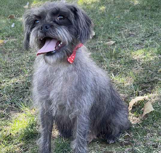 Photo of GINA 2 yrs 16