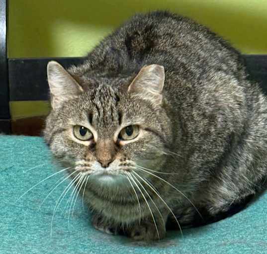 Photo of Gracie