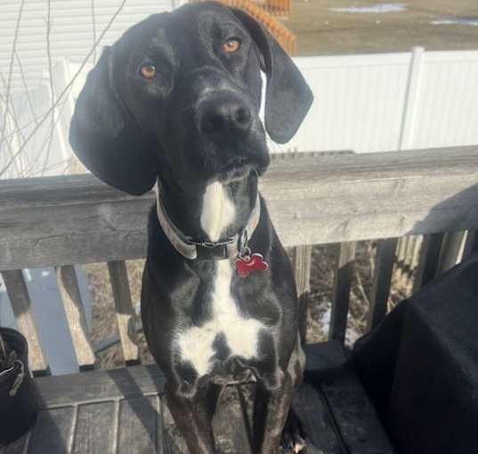 Photo of Otis