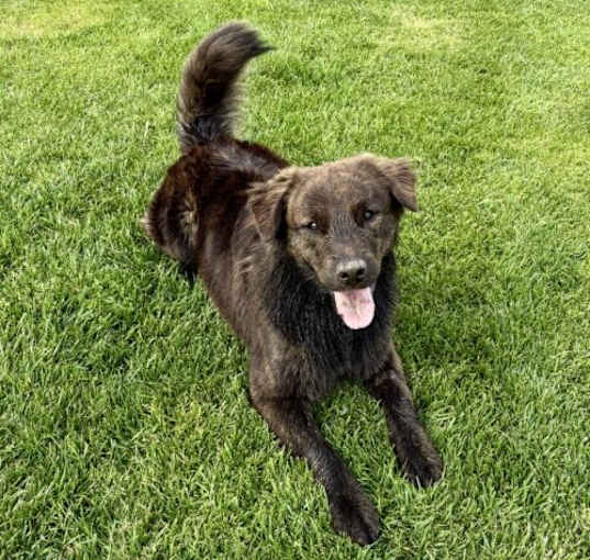 Photo of Choco