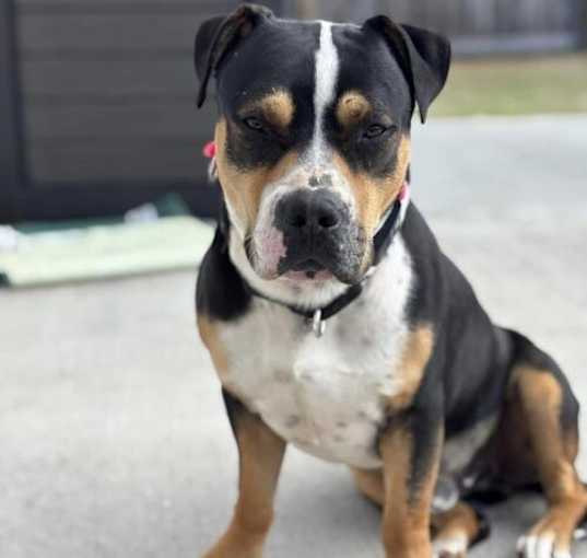 Photo of Deebo