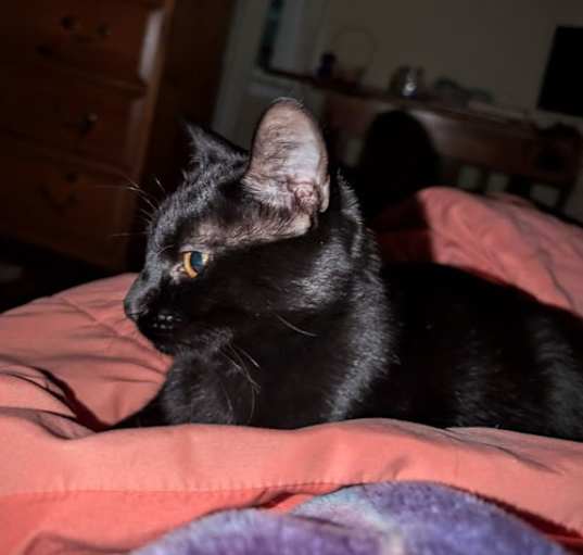 Photo of Rocky - (must be adopted w/Peter Pan)