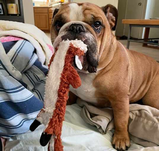 Photo of Stella