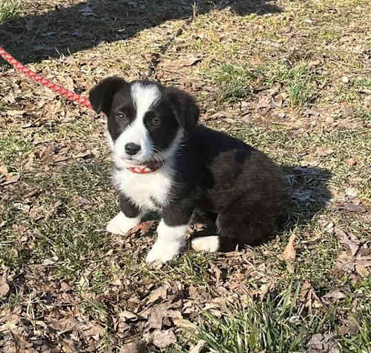 Photo of Panda/ ADOPTED