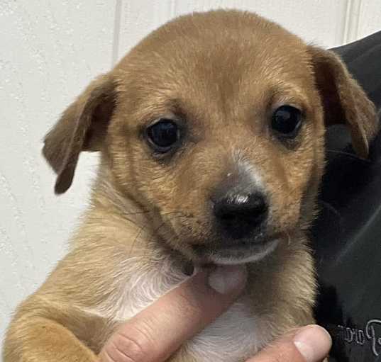 Photo of Chihuahua mix