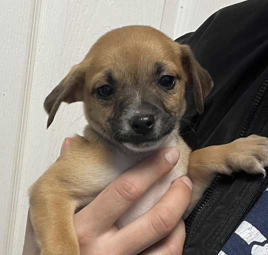 Photo of Chihuahua mix