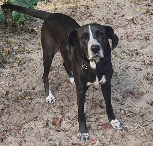 Photo of Buster