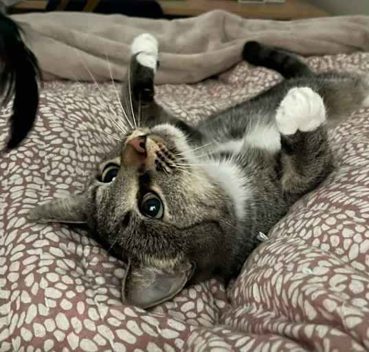 Photo of Muffie
