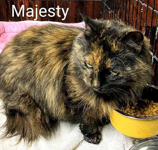 Photo of Majesty