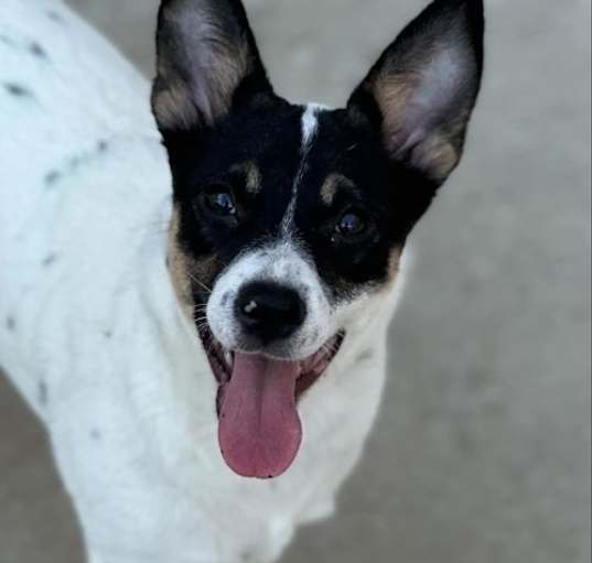 Photo of Punky - Priceless Pupper!