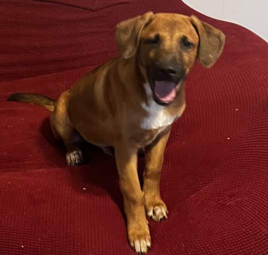 Photo of Chopper