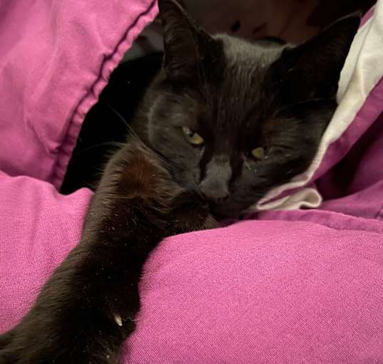Photo of Dobby