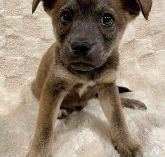 Photo of Snickers
