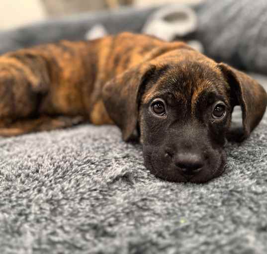 Photo of Beau