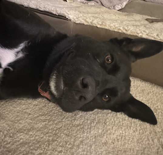 Photo of Playful and Sweet