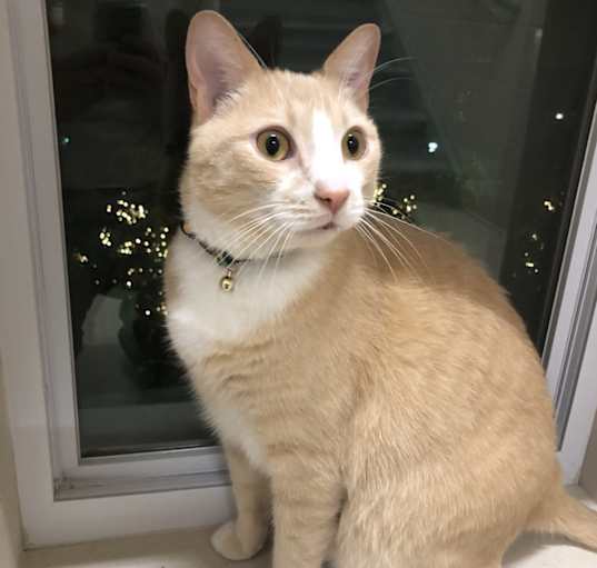Photo of Pancake