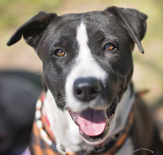 Photo of Beaux